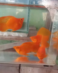Thumbnail for fwlivebearers1751583603