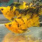 Thumbnail for fwlivebearers1751631972