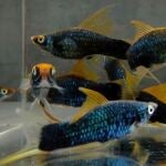 Thumbnail for fwlivebearers1751682007