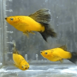 Thumbnail for fwlivebearers1751707802