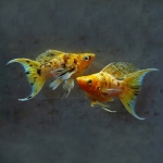 Thumbnail for fwlivebearers1751855414