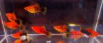 Thumbnail for fwlivebearers1751917808