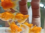 Thumbnail for fwlivebearers1751931006
