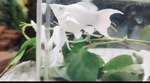 Thumbnail for fwlivebearers1751931008