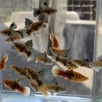Thumbnail for fwlivebearers1751968803