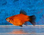 fwlivebearers&1752083418 Thumbnail