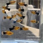 fwlivebearers&1752142202 Thumbnail