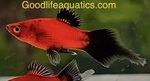 Thumbnail for fwlivebearers1752416403