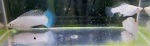 Thumbnail for fwlivebearers1752436203