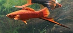 Thumbnail for fwlivebearers1752498206