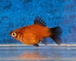 fwlivebearers&1752625803 Thumbnail
