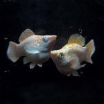 fwlivebearers&1752670808 Thumbnail