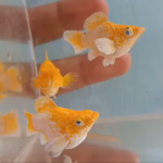 fwlivebearers&1752670816 Thumbnail