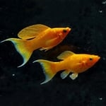 fwlivebearers&1752673215 Thumbnail