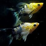 fwlivebearers&1752673220 Thumbnail