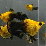 fwlivebearers&1752673221 Thumbnail