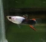 fwlivebearers&1753026006 Thumbnail