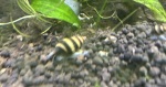 fwsnails&1752594602 Thumbnail