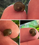 fwsnails&1752881239 Thumbnail