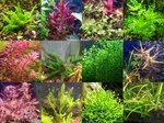 Thumbnail for liveplants1752104186
