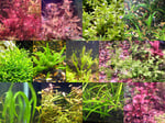 Thumbnail for liveplants1753639571