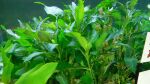 Thumbnail for liveplantsb1751408406