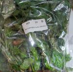 Thumbnail for liveplantsb1751491207