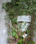 Thumbnail for liveplantsb1751492405