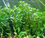 Thumbnail for liveplantsb1751492406