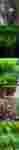 Thumbnail for liveplantsb1751492408