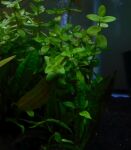 Thumbnail for liveplantsb1751632003