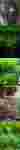 Thumbnail for liveplantsb1751634020