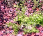 Thumbnail for liveplantsb1751813174