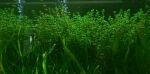 Thumbnail for liveplantsb1751923802