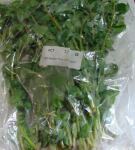 Thumbnail for liveplantsb1752012604