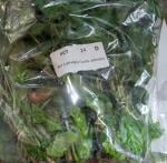 Thumbnail for liveplantsb1752096606