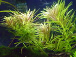 Thumbnail for liveplantsb1752418201