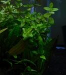 Thumbnail for liveplantsb1752842409