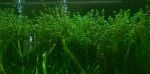 Thumbnail for liveplantsb1753134603