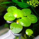 Thumbnail for liveplantsf1752695691