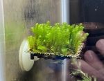 Thumbnail for liveplantsm1751821812
