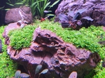 Thumbnail for liveplantsm1751881204