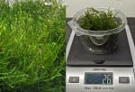 Thumbnail for liveplantsm1752668906