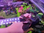Thumbnail for liveplantsr1751439603