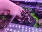 Thumbnail for liveplantsr1751439606