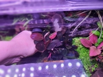 Thumbnail for liveplantsr1751439609