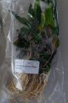 Thumbnail for liveplantsr1751664603