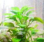 Thumbnail for liveplantsr1751899805