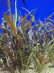 Thumbnail for liveplantsr1751913247