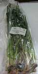 liveplantsr&1752095406 Thumbnail